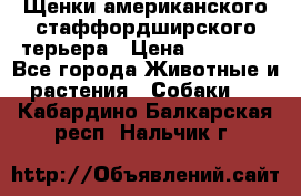 Щенки американского стаффордширского терьера › Цена ­ 20 000 - Все города Животные и растения » Собаки   . Кабардино-Балкарская респ.,Нальчик г.